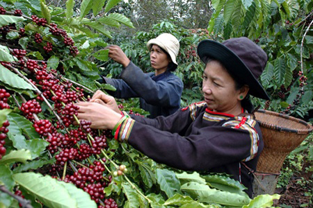 Coffee plantations in Buon Me Thuot