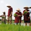 Hoi-An-Ancient-Town-Tour-03-Rice-Show