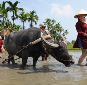 Hoi-An-Wet-Rice-Tour