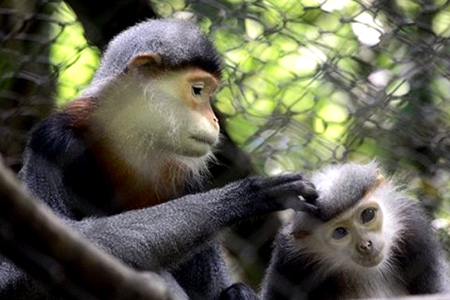 Monkeys at Cuc Phuong National Park
