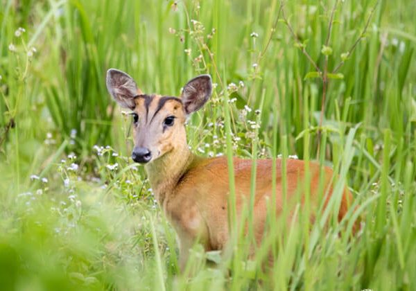 Nam Cat Tien National Park