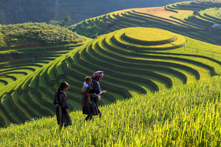 Rice terrace fields in Ta Van Village, Vietnam tour package