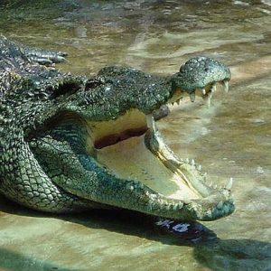crocodile nam cat tien national park tours