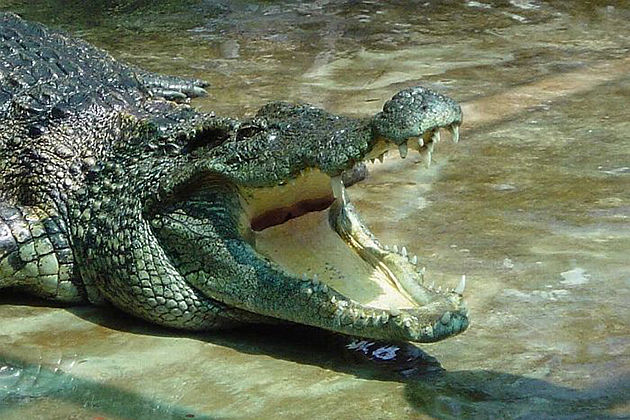 crocodile nam cat tien national park tours
