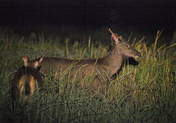 night animal watching nam cat tien national park tours