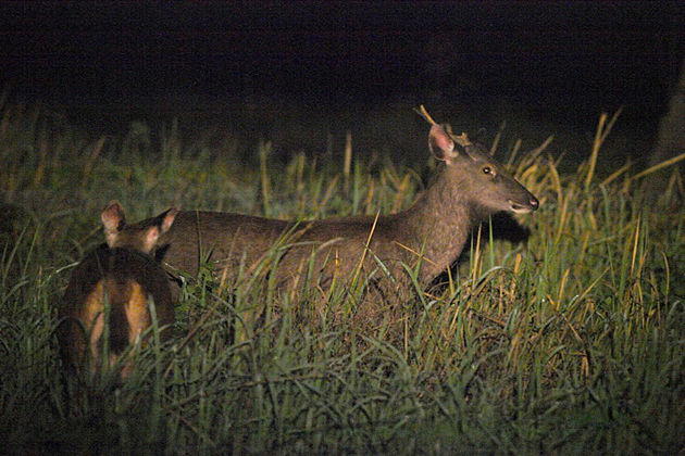 night animal watching nam cat tien national park tours