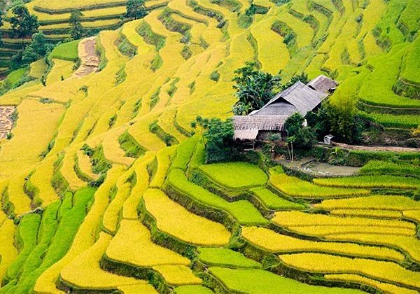 rice terrace vietnam tour package