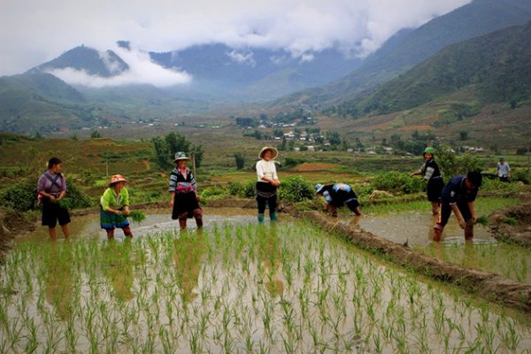 sapa rice planting