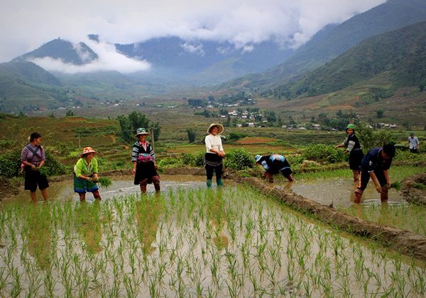 sapa rice planting