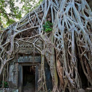 ta phrom temple angkor wat cambodia