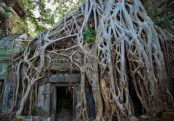 ta phrom temple angkor wat cambodia