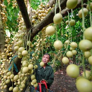 vinh long fruit orchards in mekong delta tours