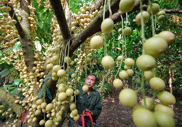 vinh long fruit orchards in mekong delta tours