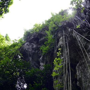 Lush green flora system near the cave