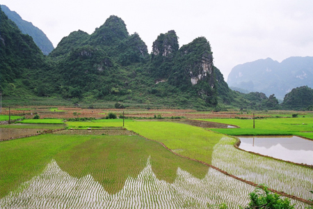 Rice paddy fields in Cao Bang