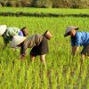 Women weeding rice field, notice basket on hip for collecting snails; Mai Chau (ethnic Thai village)