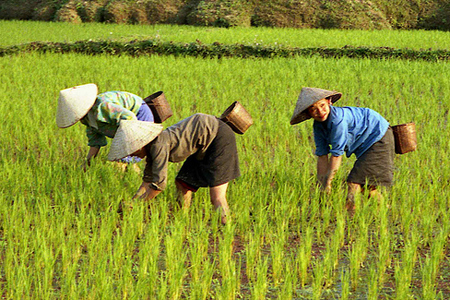 Women weeding rice field, notice basket on hip for collecting snails; Mai Chau (ethnic Thai village)