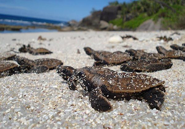 hon bay canh con dao island tour