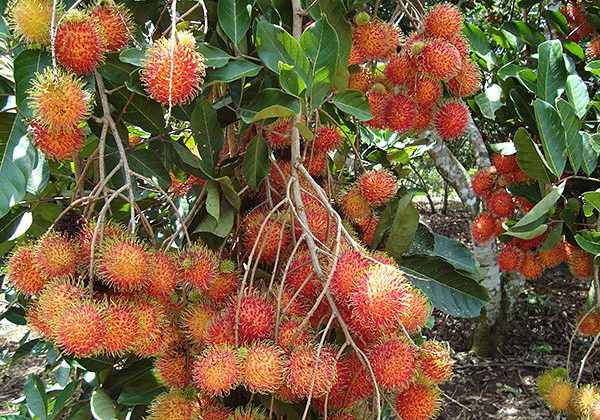 mekong delta lush orchard - laos vietnam tour