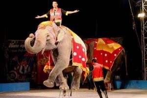 International circus festival