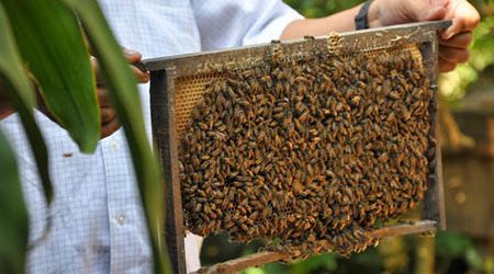 Bee farms in Mekong Delta