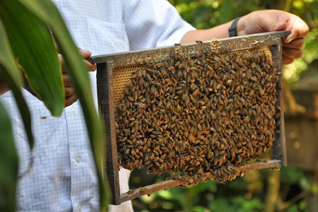 Bee farms in Mekong Delta