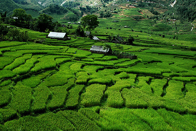 sapa rice terraces