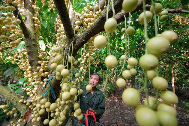 Cu Chi Tunnels Trung An Fruit Garden