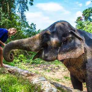Elephant Feeding in Laos Tour