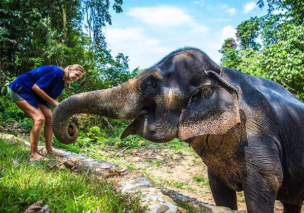 Elephant Feeding in Laos Tour