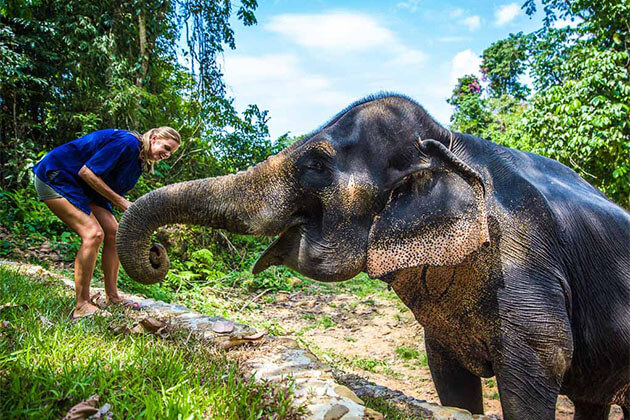 Elephant Feeding in Laos Tours