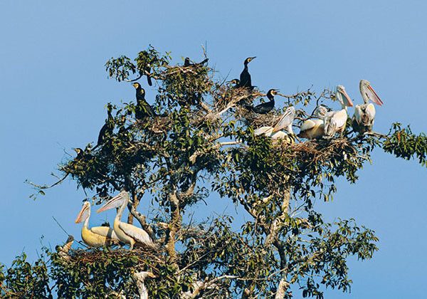 Prek Toral Bird Sanctuary - Cambodia Tours