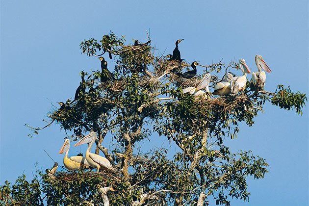 Prek Toral Bird Sanctuary - Cambodia Tours