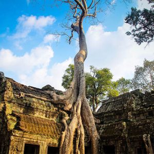 Ta Prohm Temple in Siem Reap Cambodia Tour