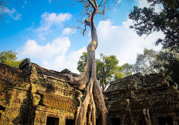 Ta Prohm Temple - Cambodia Tours