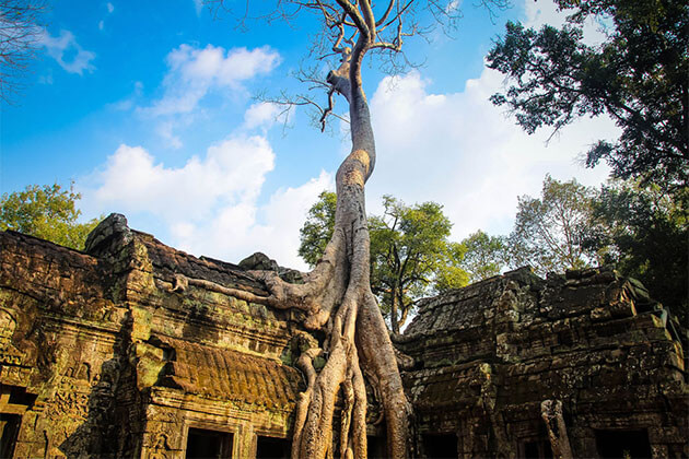 Ta Prohm Temple in Siem Reap Cambodia Tour