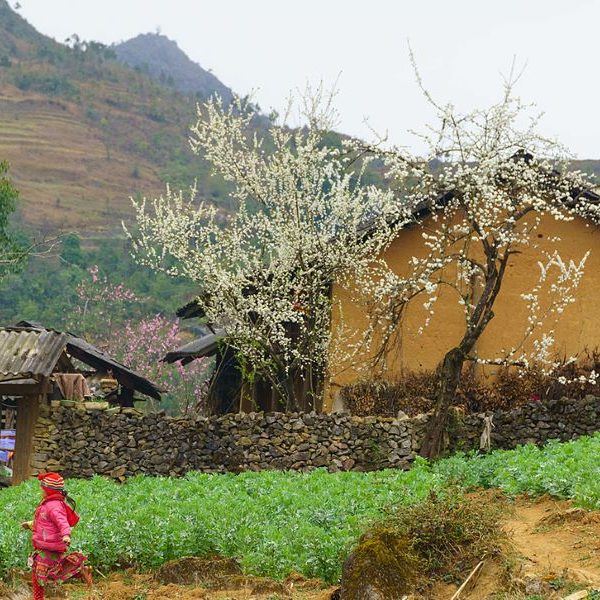 ha giang village - Vietnam tour package