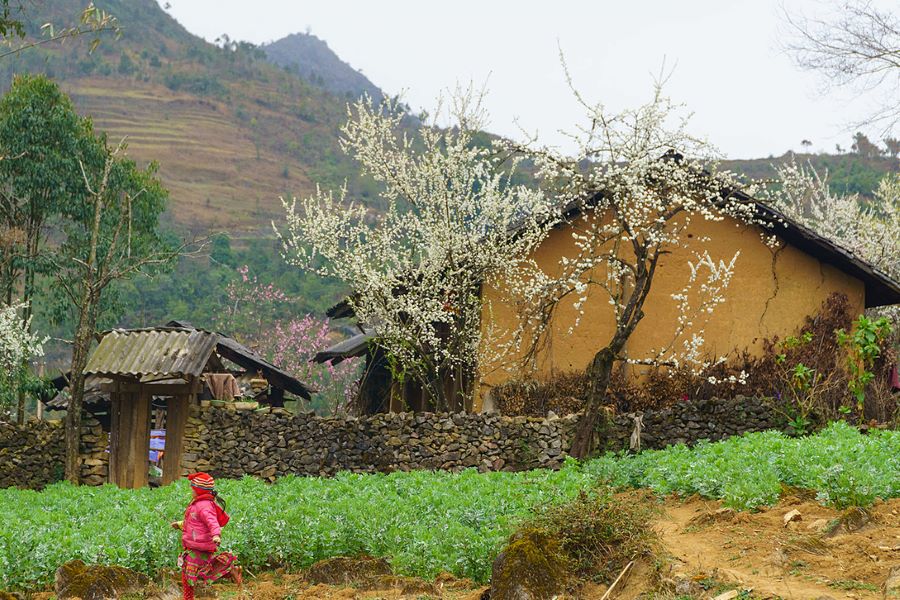 ha giang village - Vietnam tour package