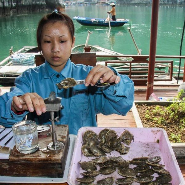 oyster farm in halong bay
