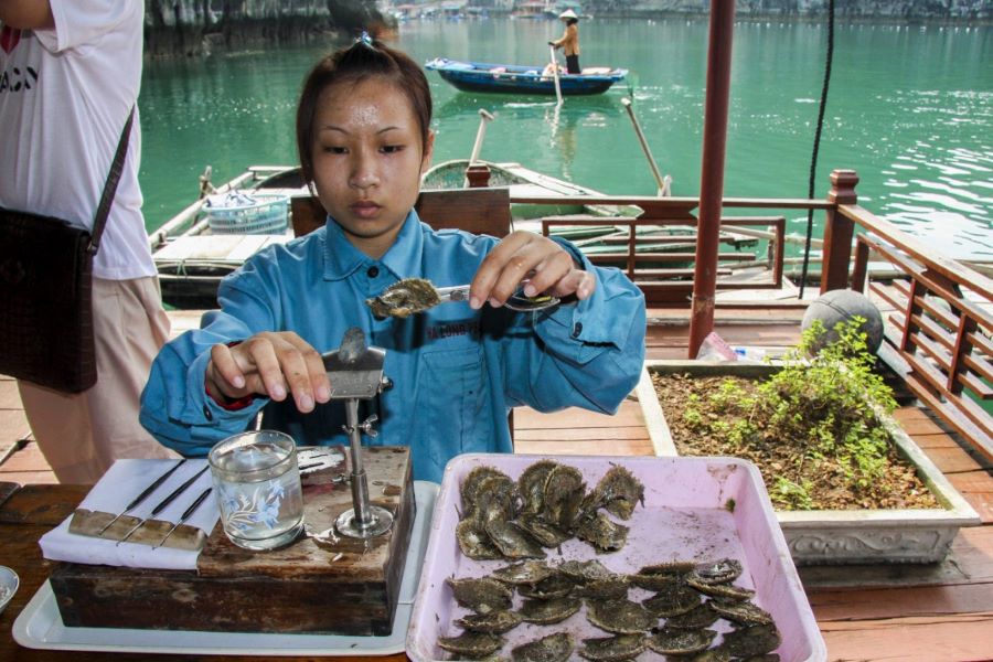 oyster farm in halong bay