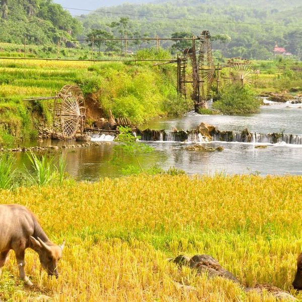 pu luong field - Vietnam luxury tours