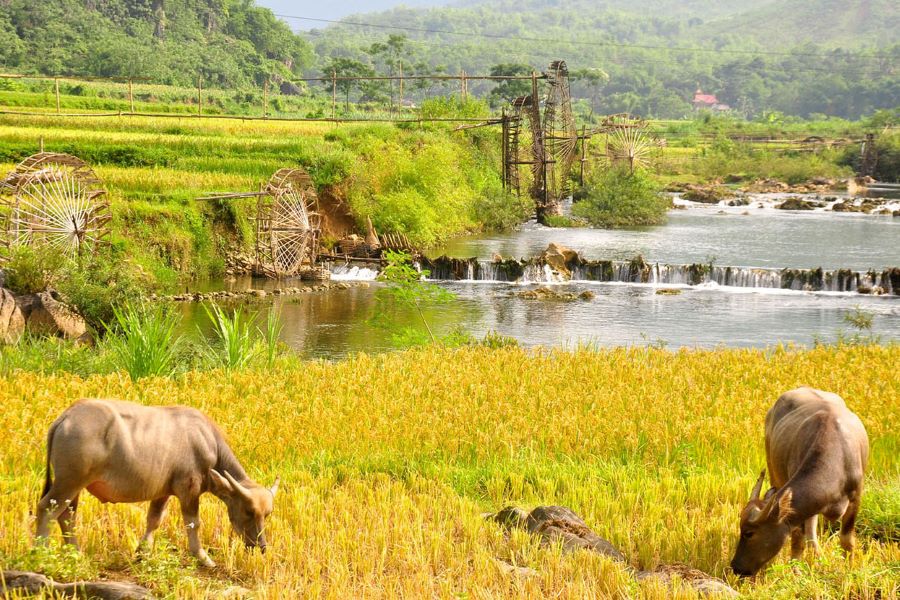 pu luong field - Vietnam luxury tours