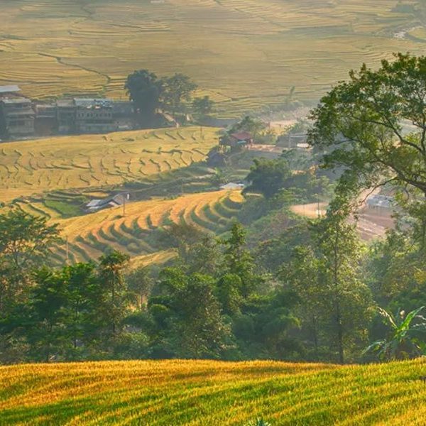 rice field in lao chai - Vietnam classic tour