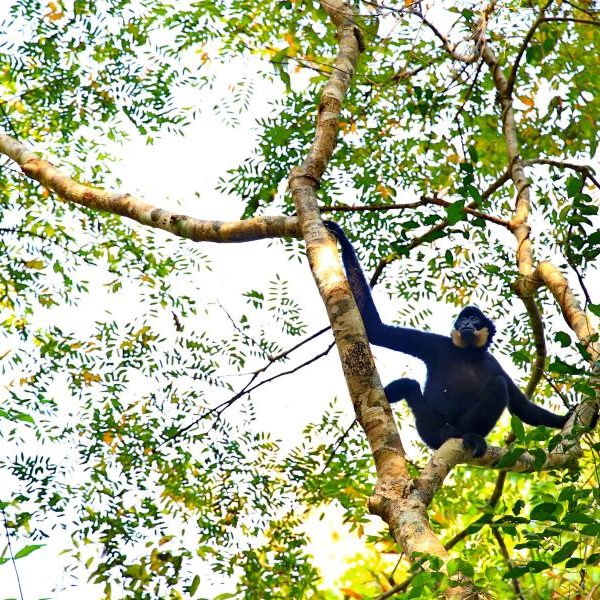 the nature in nam cat tien national park