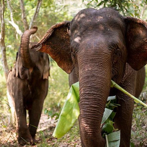Elephant Valley Project, Cambodia - Multi country tour
