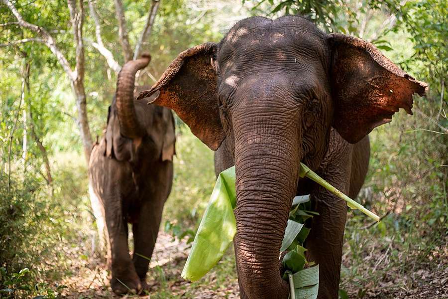 Elephant Valley Project, Cambodia - Multi country tour