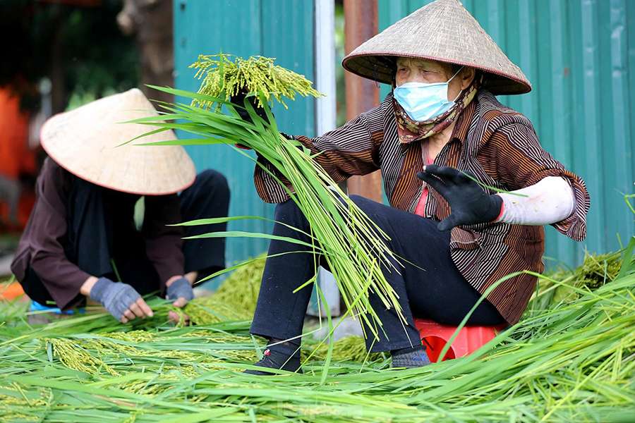 Lang Vong Sticky Rice Village - Hanoi tours