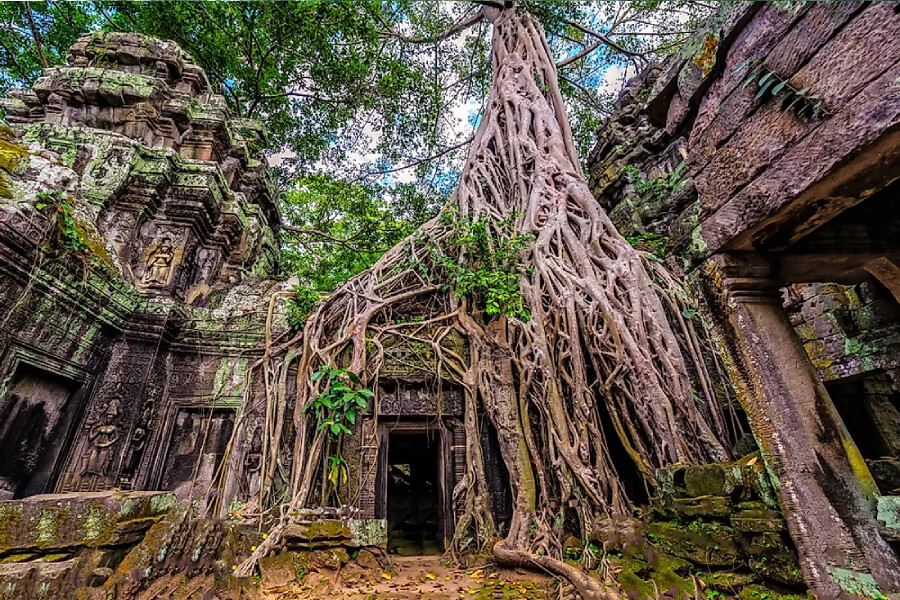 Ta Prohm Temple Cambodia - Multi Country tours
