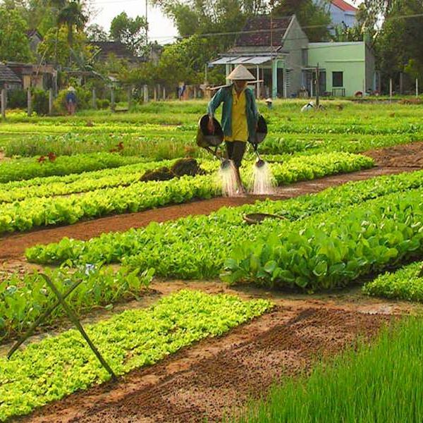 Tra Que Vegetable Village - Vietnam tour package