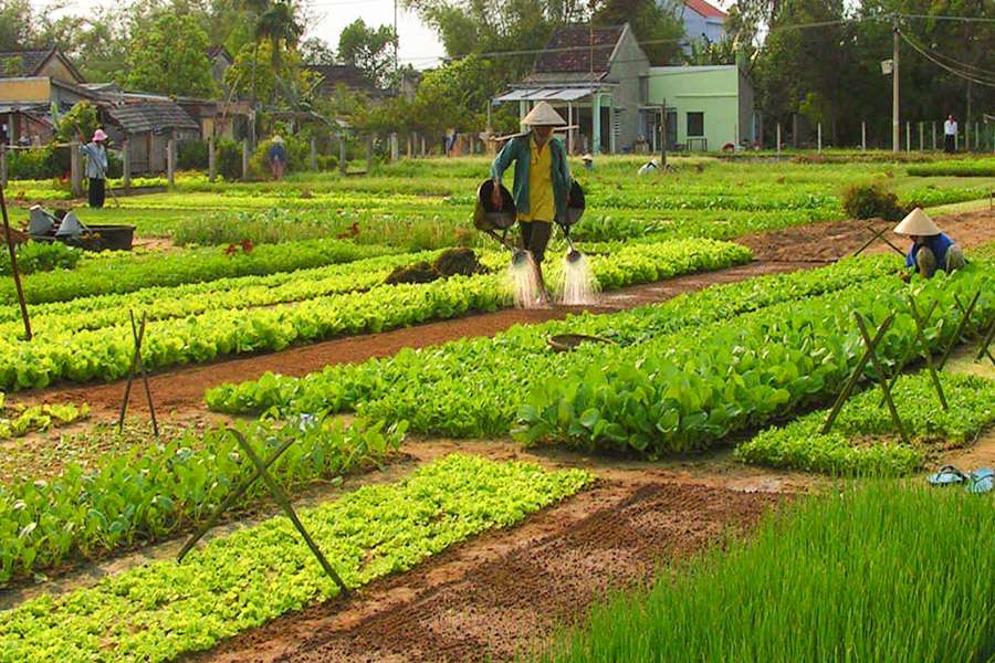 Tra Que Vegetable Village - Vietnam tour package